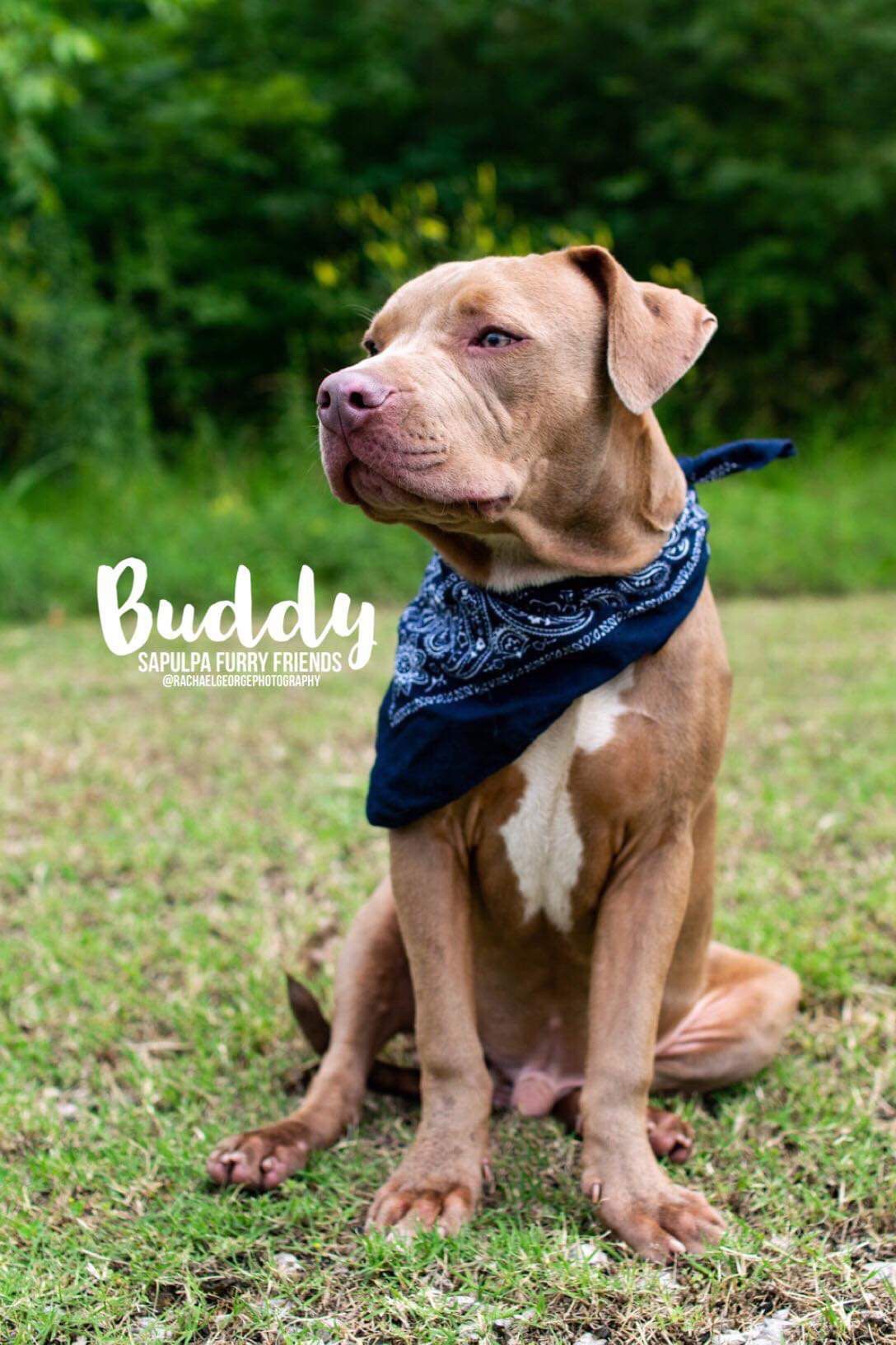 Buddy